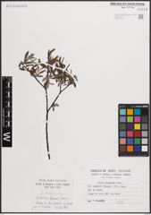 Foto von Salix eleagnos Scop.